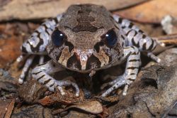 102-Mixophyes fleayi